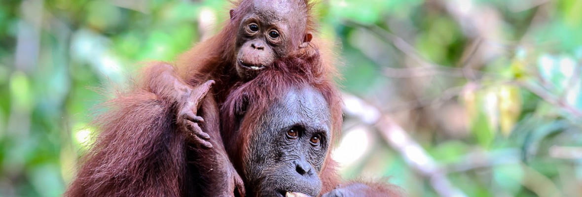 Orangutans 4x10