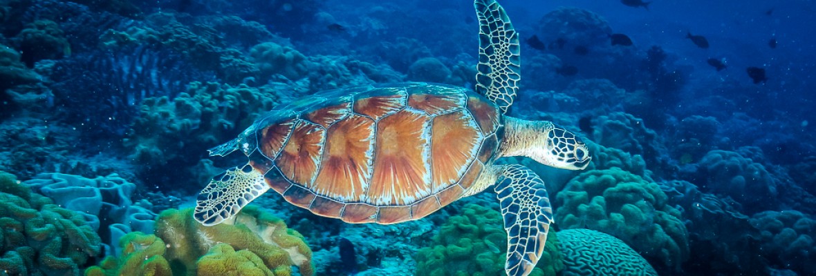 Turtle 4x10